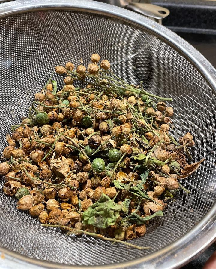 wild tobacco, cleaning for seeds, image 2 of 3