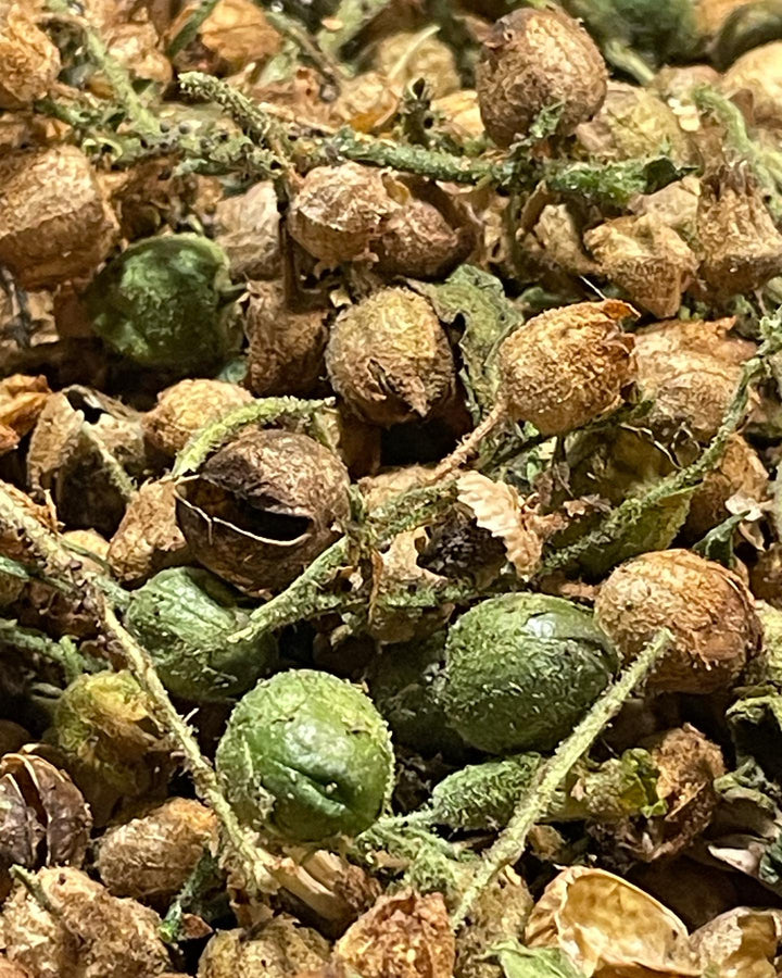 wild tobacco, cleaning for seeds, image 3 of 3