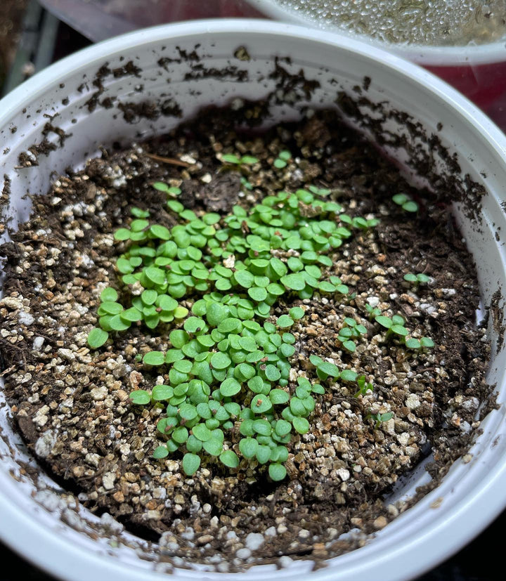 wild tobacco have good germination at about one week, no stratification needed