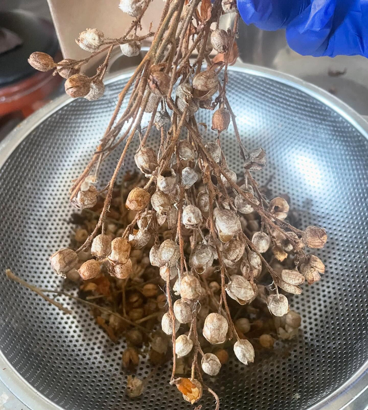 wild tobacco seed extraction, image 1 of 3