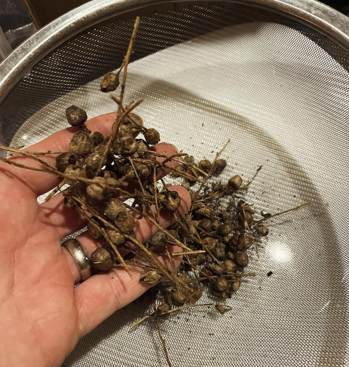 wild tobacco seeds, image 2 of 5