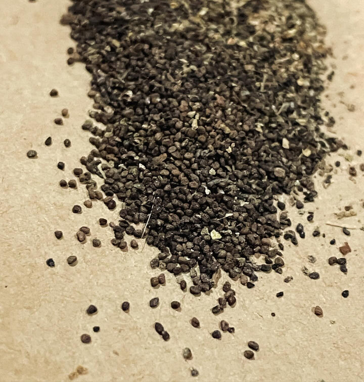 wild tobacco seeds, image 5 of 5