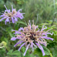 Wild Bergamot Seeds (Monarda fistulosa, Bee Balm) - Perennial - Zone 3 - 250+ Seeds