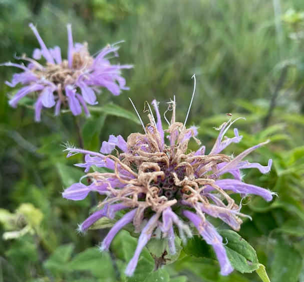 Graines de bergamote sauvage (Monarda fistulosa, baume d'abeille) - Vivace - Zone 3 - 250+ graines