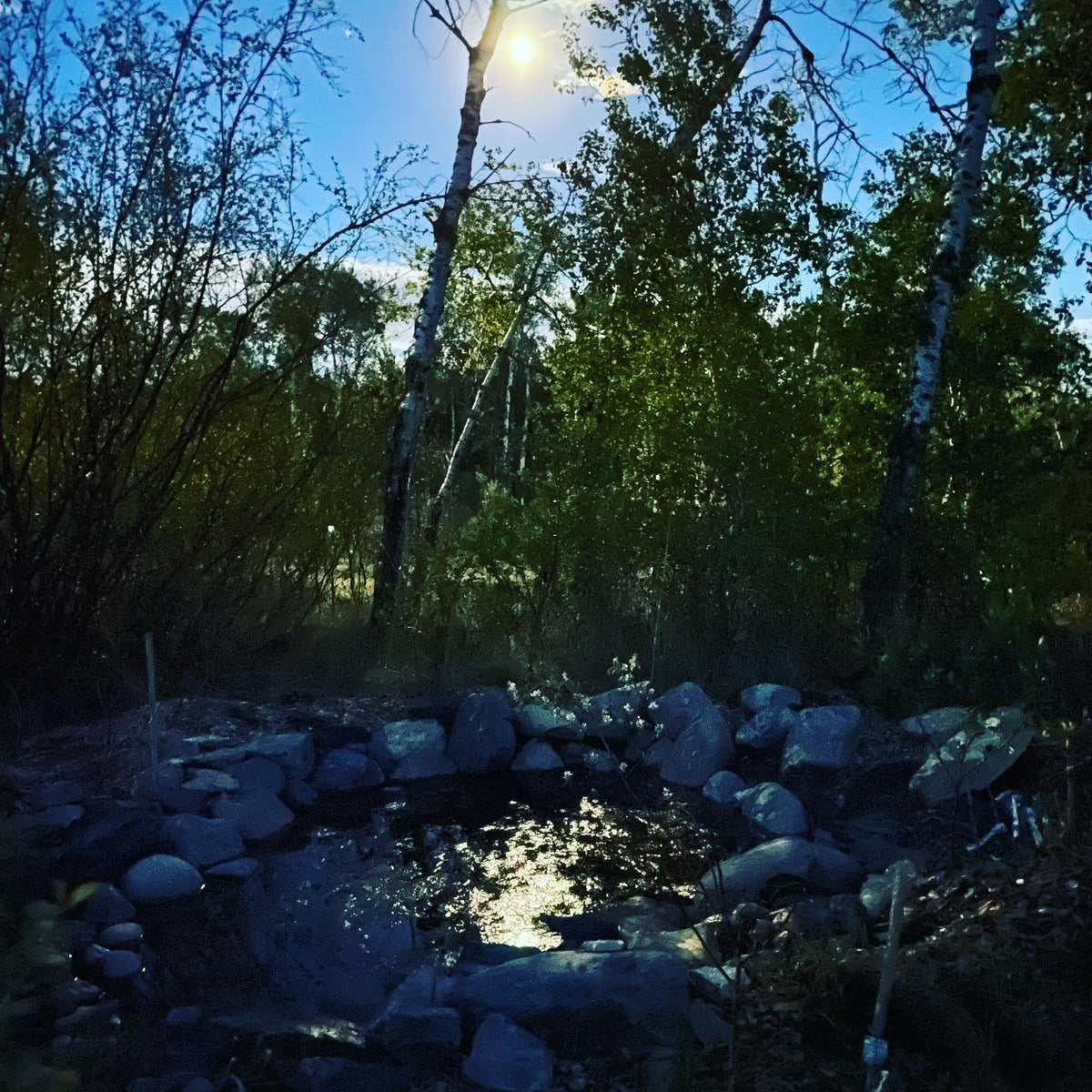 wildlife pond at night #pond #wildlifepond