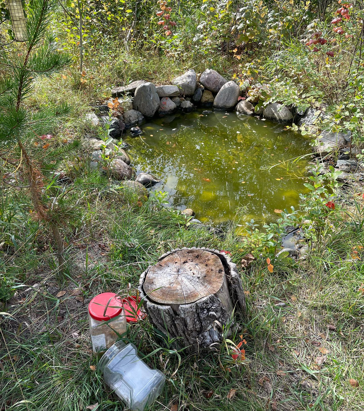 wildlife pond going into fall