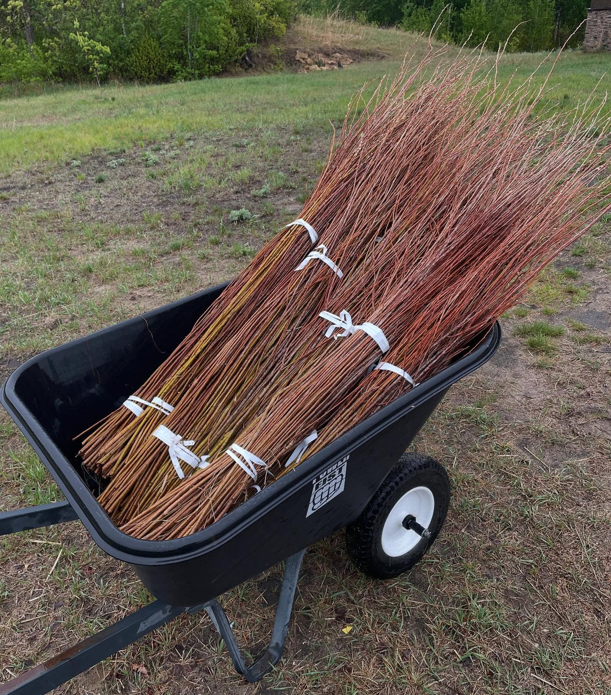 willow collected a couple weeks ago kept dormant in our root cellar, ready for a local landscaper to pickup