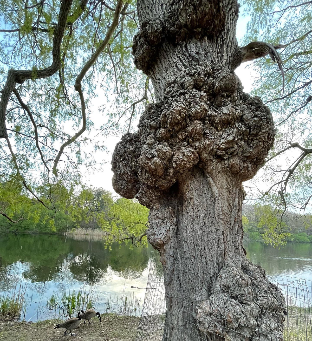willow trees with giant burlap in high park, Toronto #highpark, image 1 of 4