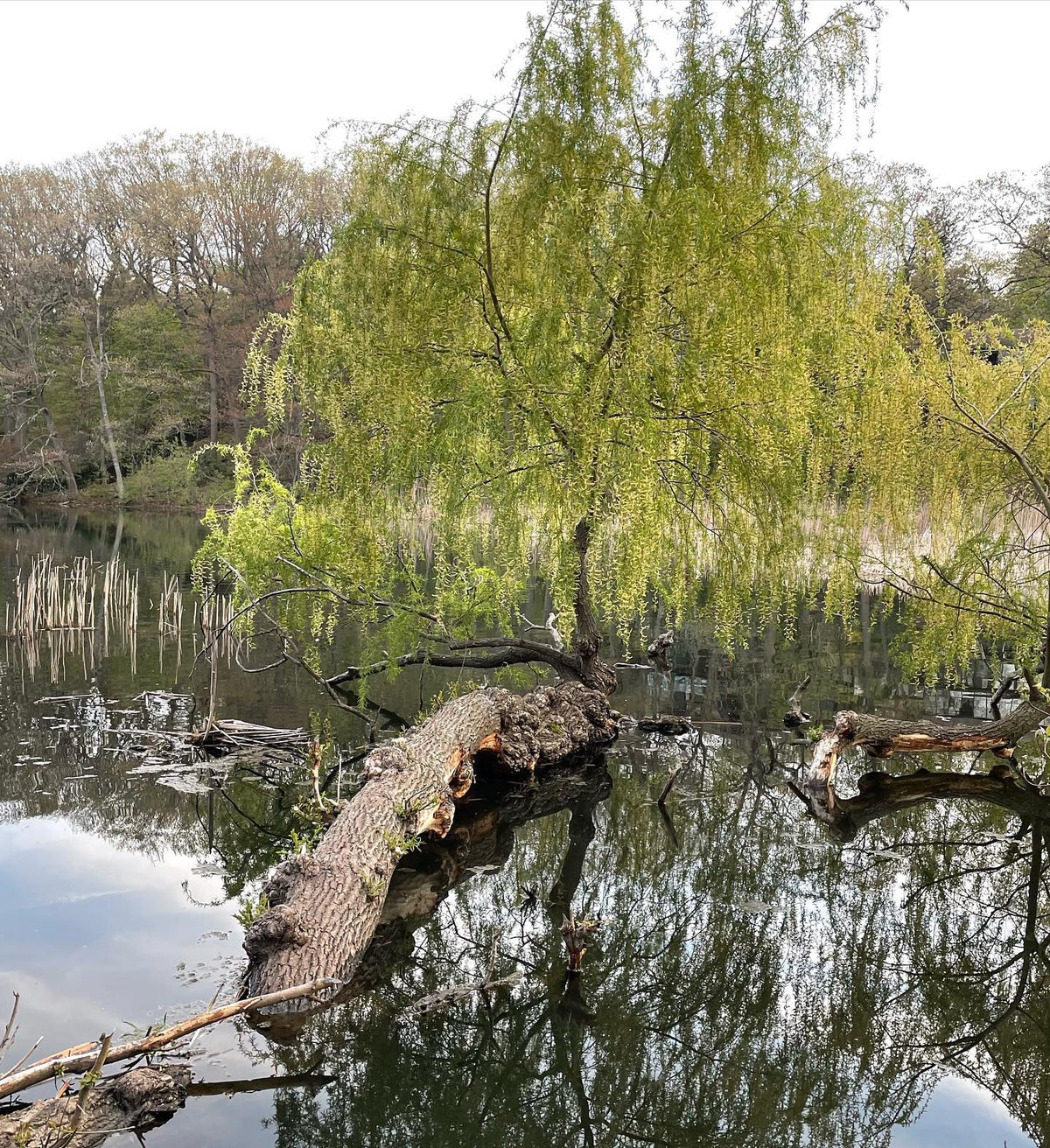 willow trees with giant burlap in high park, Toronto #highpark, image 2 of 4