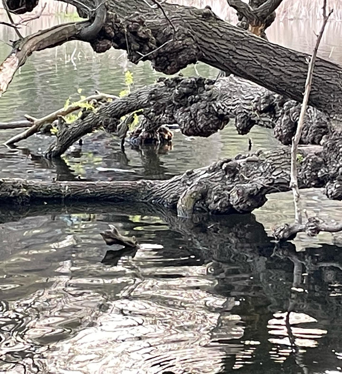 willow trees with giant burlap in high park, Toronto #highpark, image 3 of 4