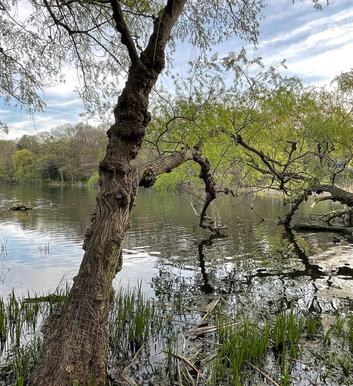 willow trees with giant burlap in high park, Toronto #highpark, image 4 of 4