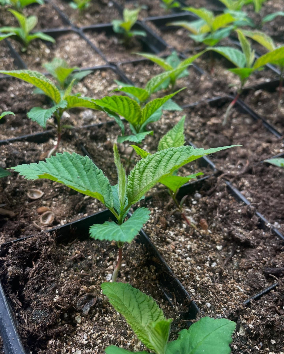 winter garden update, white nanking seedlings taking off after a week, photo 2 is western sandcherry another fast, image 1 of 5