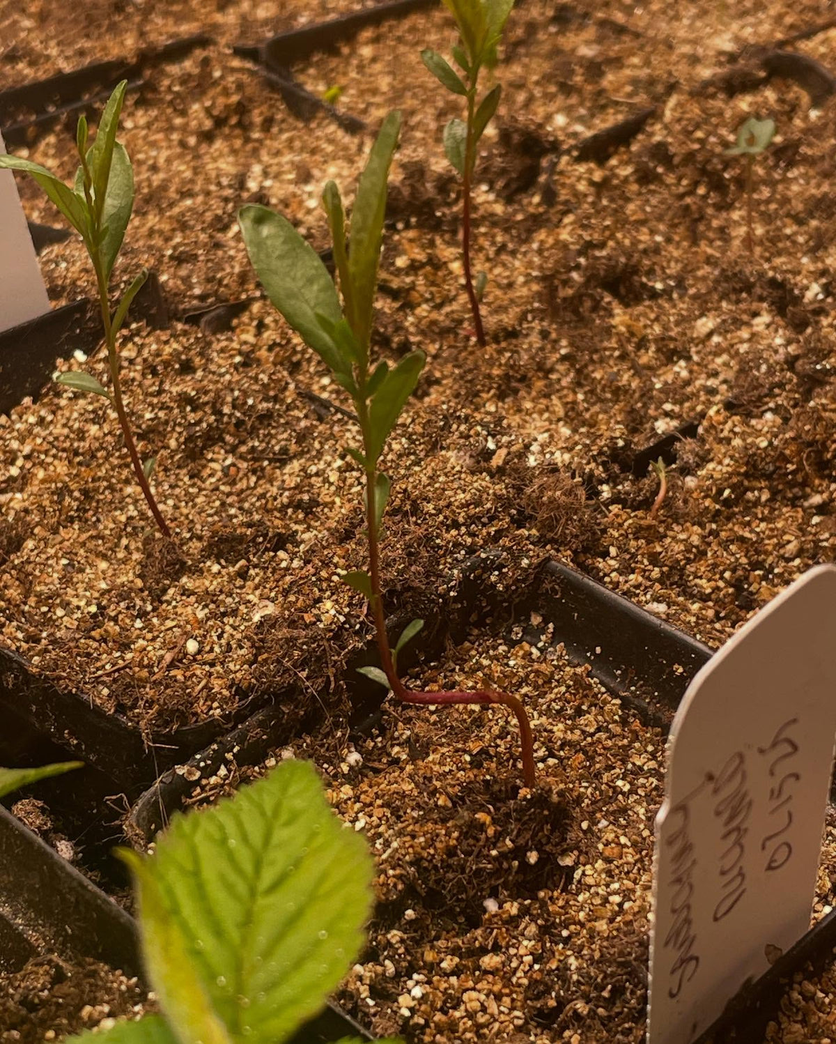 winter garden update, white nanking seedlings taking off after a week, photo 2 is western sandcherry another fast, image 2 of 5