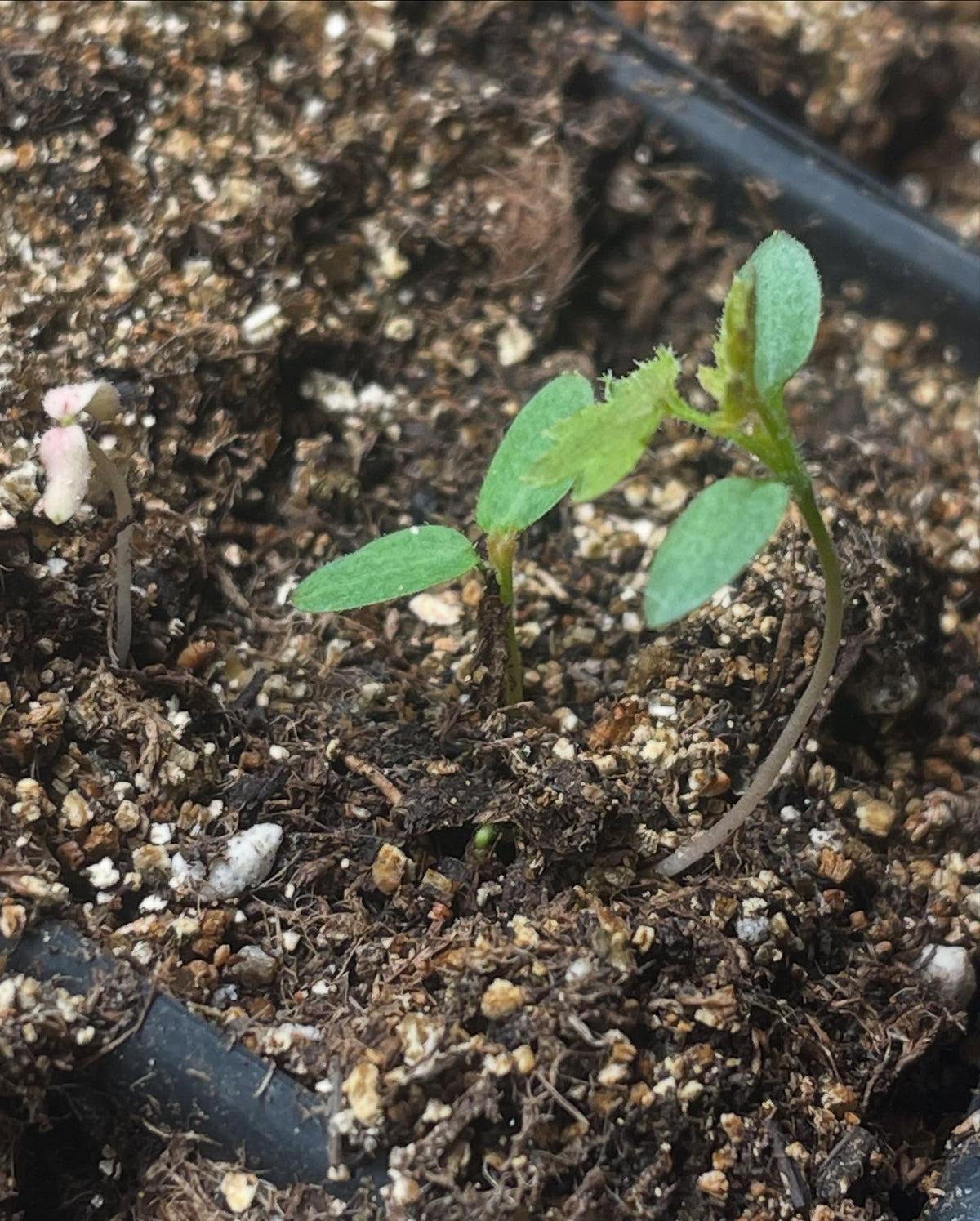 winter garden update, white nanking seedlings taking off after a week, photo 2 is western sandcherry another fast, image 3 of 5