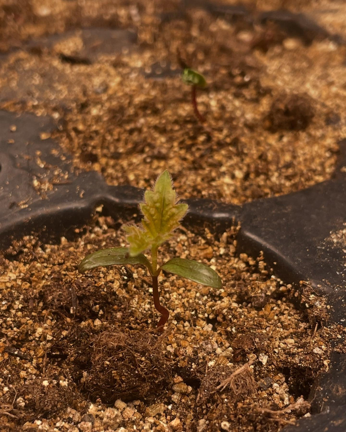 winter garden update, white nanking seedlings taking off after a week, photo 2 is western sandcherry another fast, image 4 of 5