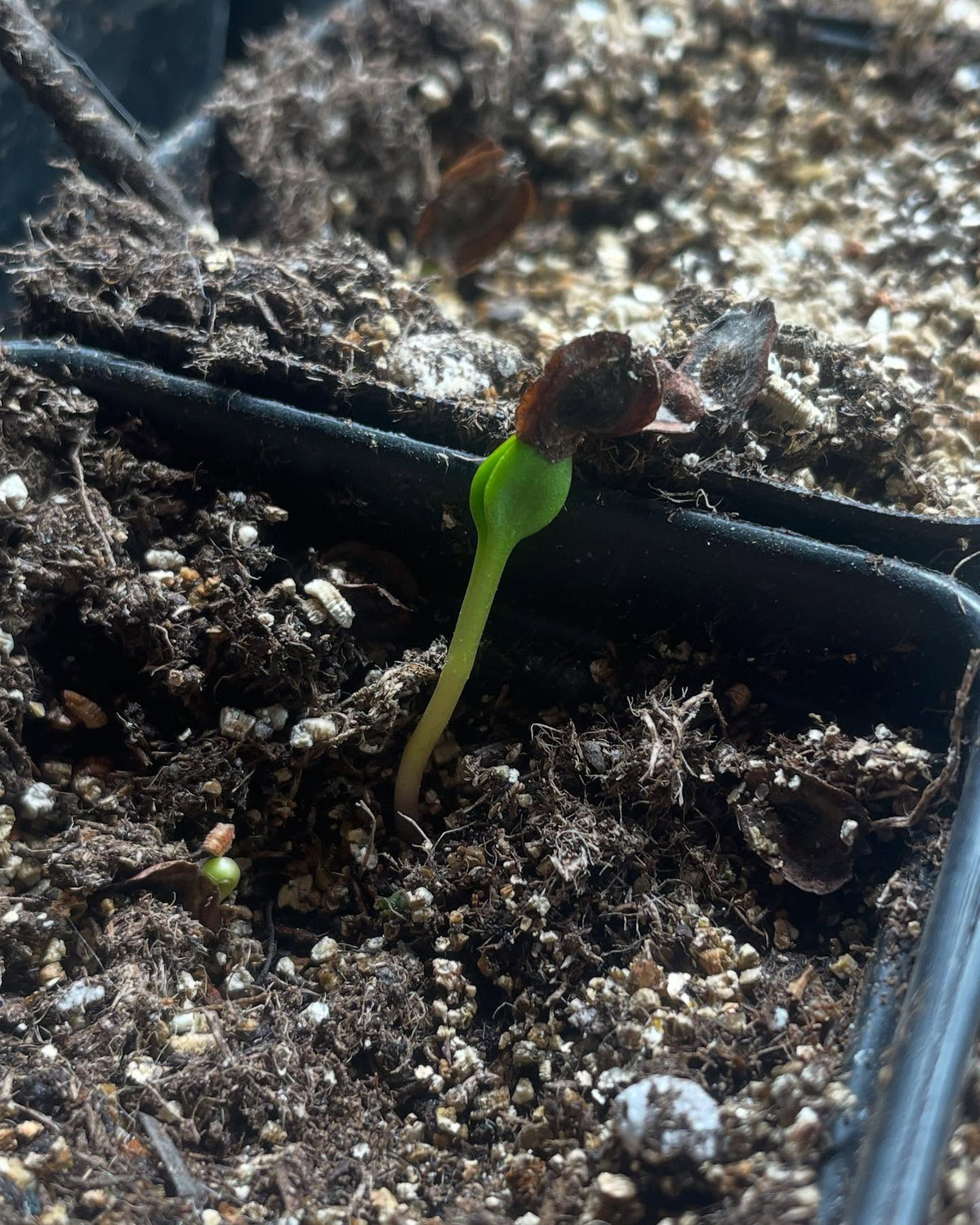 winter garden update, white nanking seedlings taking off after a week, photo 2 is western sandcherry another fast, image 5 of 5