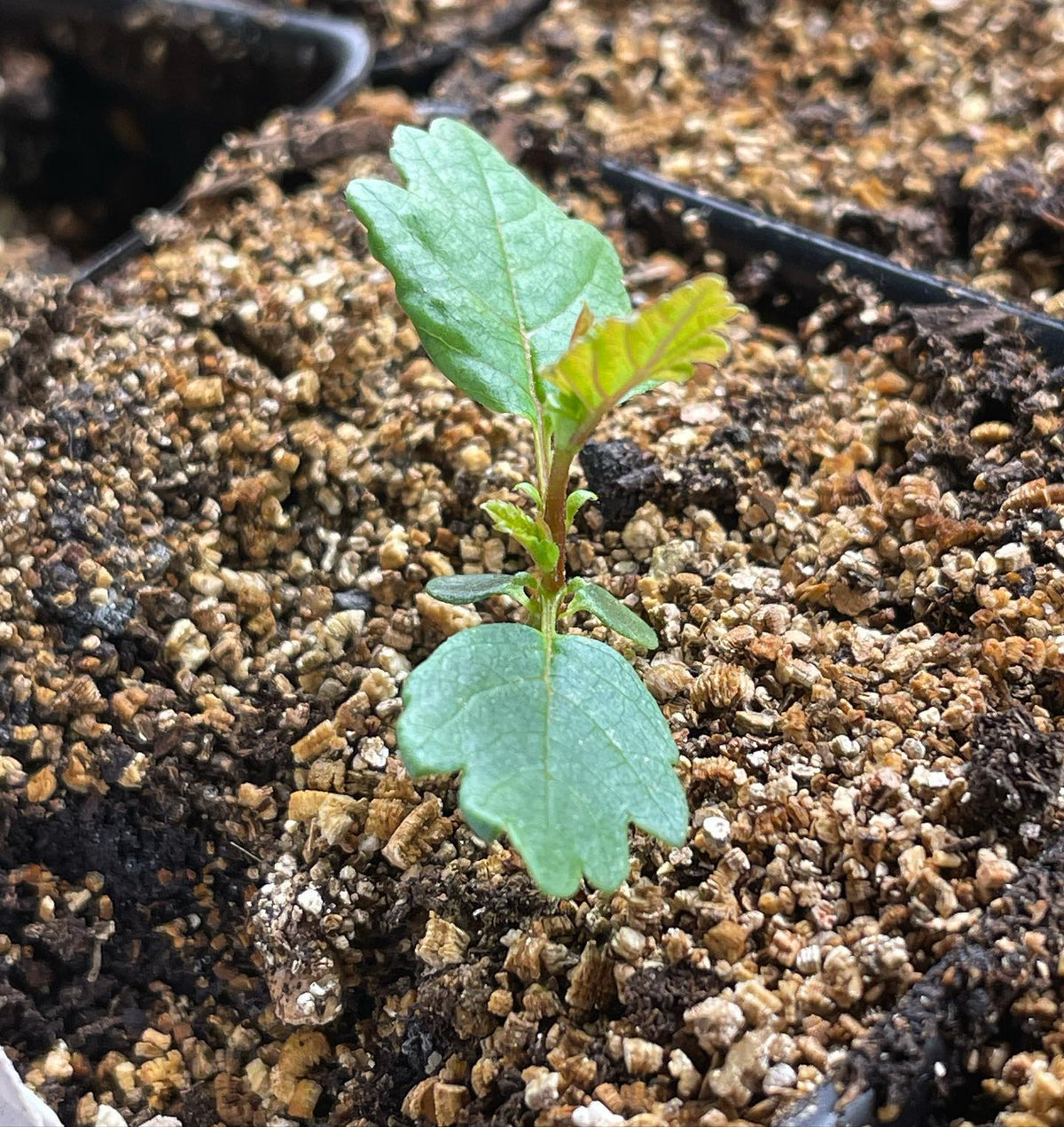 winter garden updates: paper birch, basil, comfrey, hops #wintergarden, image 1 of 4