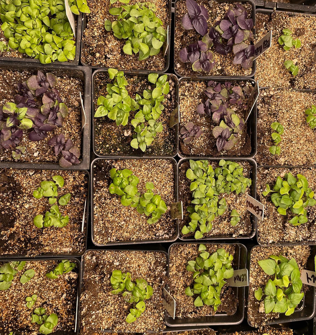winter garden updates: paper birch, basil, comfrey, hops #wintergarden, image 2 of 4