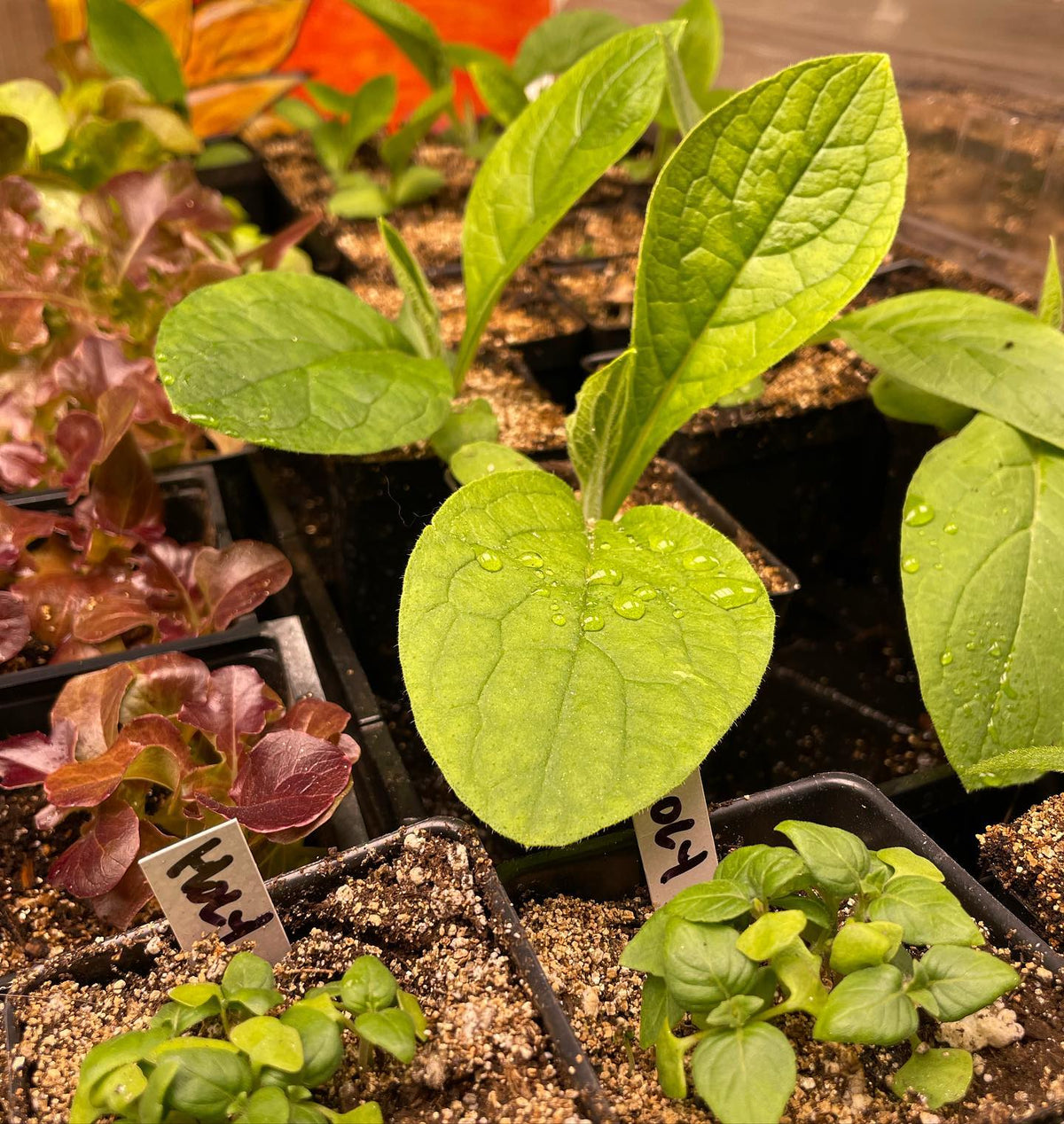 winter garden updates: paper birch, basil, comfrey, hops #wintergarden, image 3 of 4