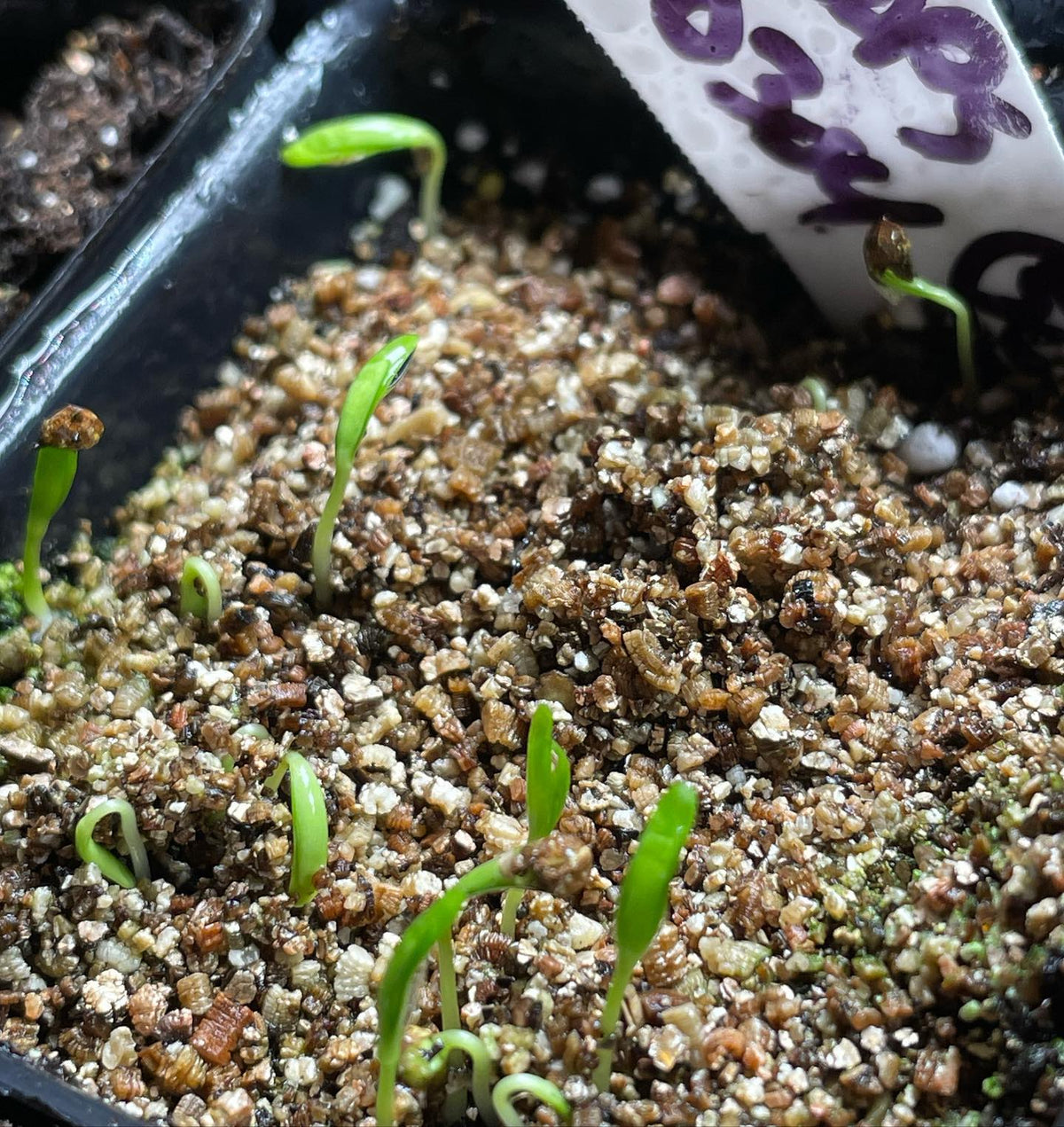 winter garden updates: paper birch, basil, comfrey, hops #wintergarden, image 4 of 4