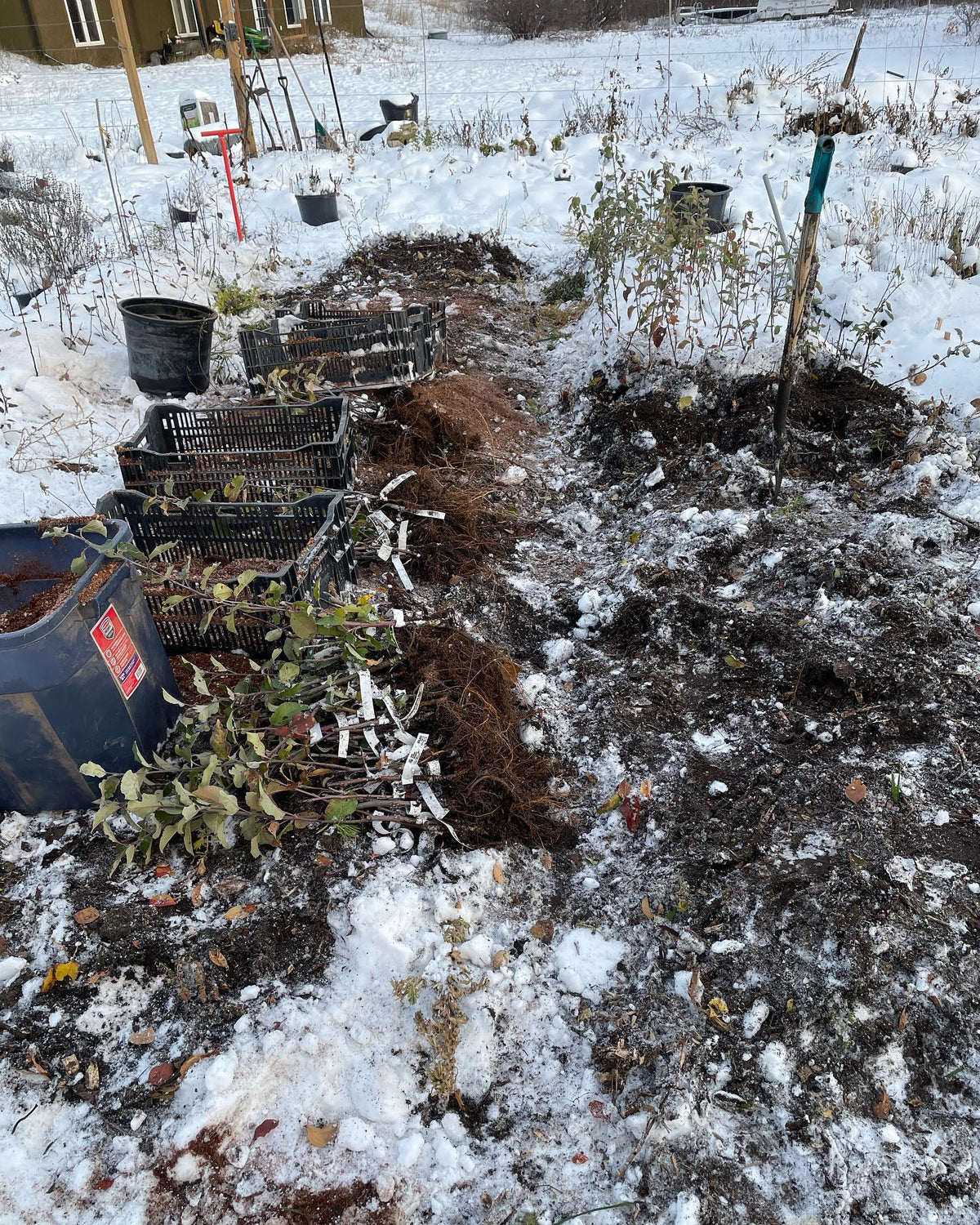 winter gardening, I was going to wait for things to warm up but looks like winter is here, image 2 of 4