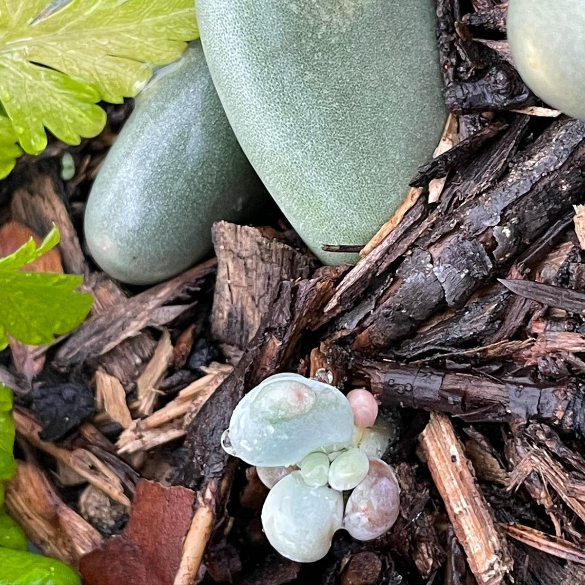 with some patience the pieces of a succulent will root, and they look cool when they start to grow #succulents