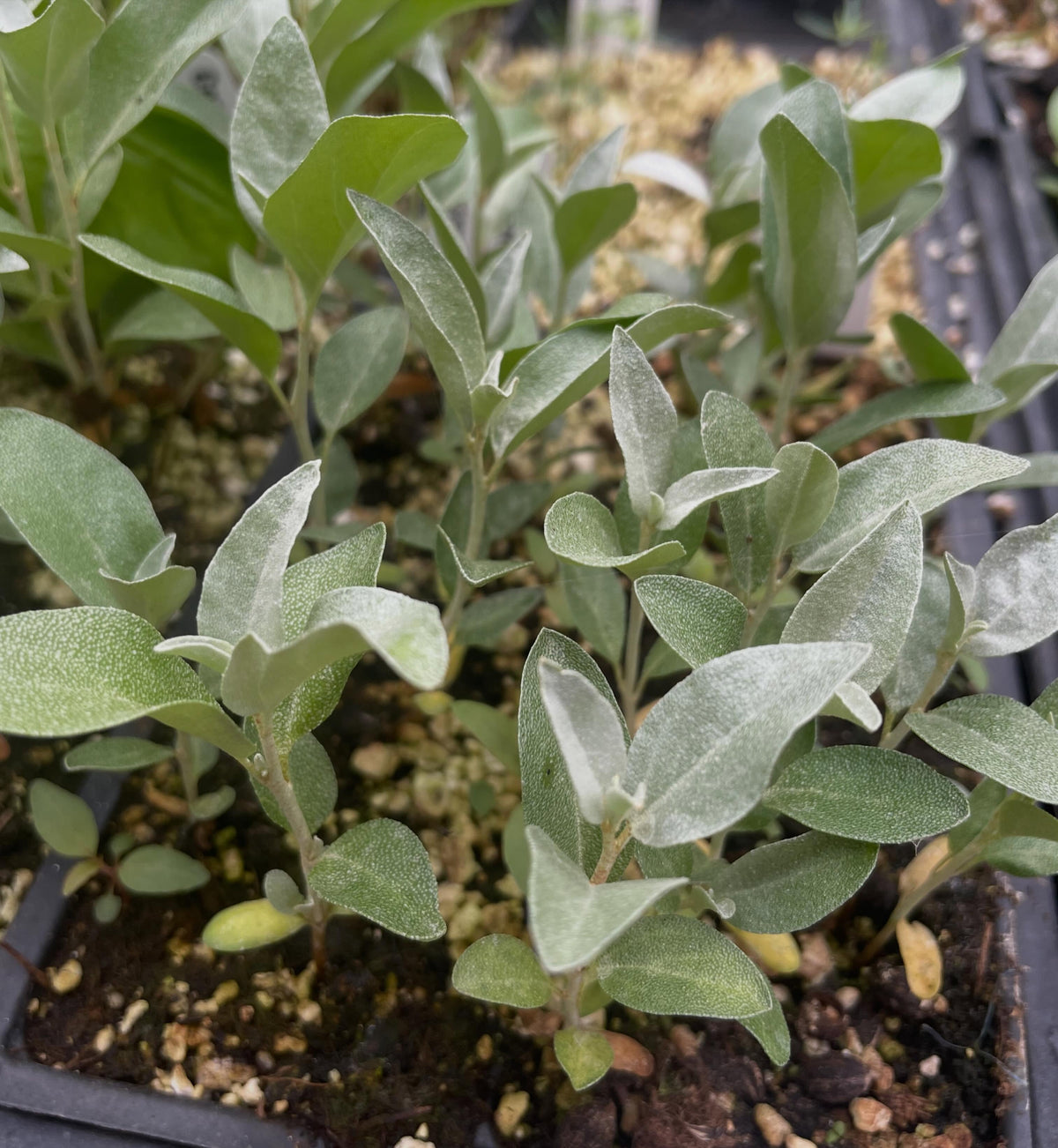 wolf willow, a native shrub with blue green leaves, image 1 of 2