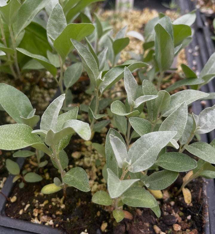 wolf willow, a native shrub with blue green leaves, image 1 of 2