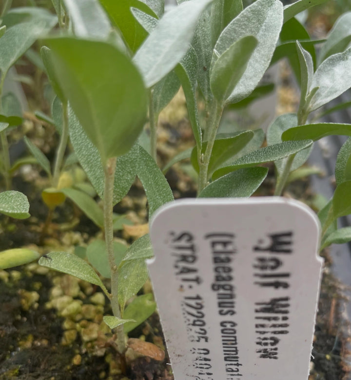 wolf willow, a native shrub with blue green leaves, image 2 of 2