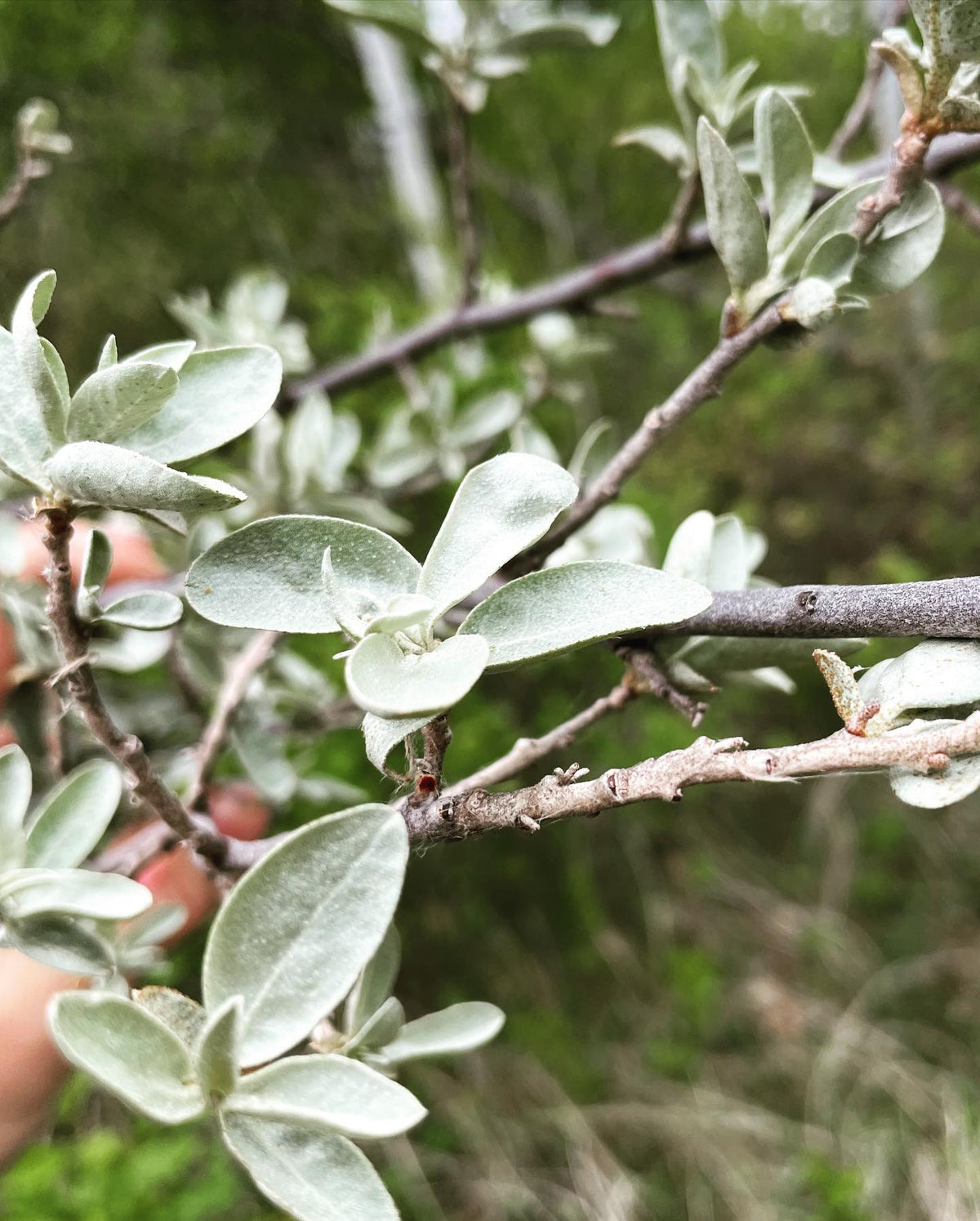 wolf willow and sea buckthorn are in the same family, so I’m trialing grafts with a couple of kinds of sea buckthorn, image 1 of 5