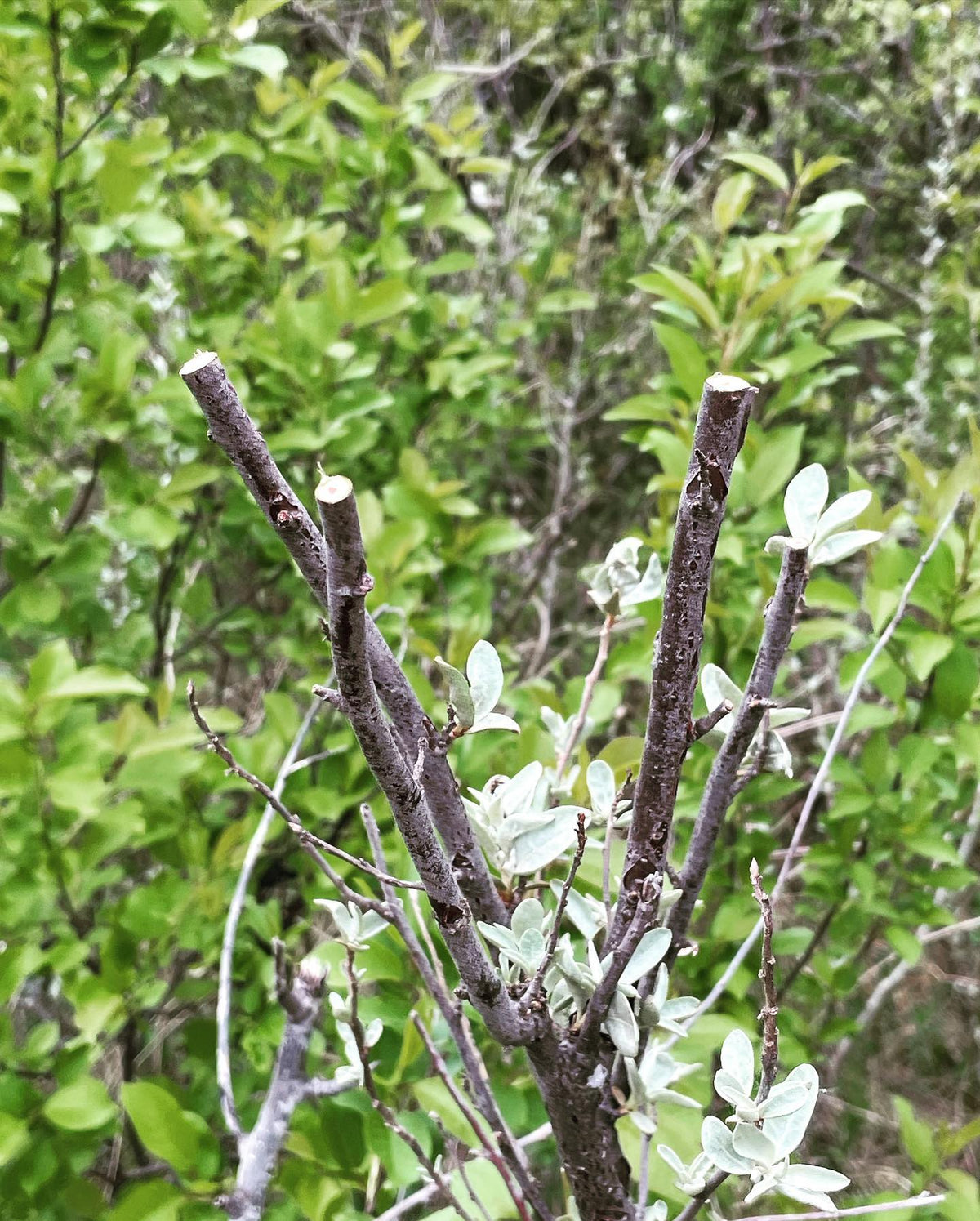 wolf willow and sea buckthorn are in the same family, so I’m trialing grafts with a couple of kinds of sea buckthorn, image 2 of 5