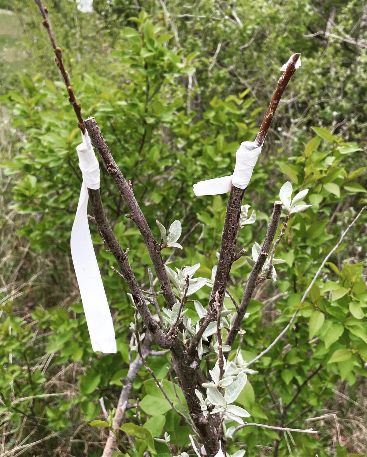wolf willow and sea buckthorn are in the same family, so I’m trialing grafts with a couple of kinds of sea buckthorn, image 3 of 5
