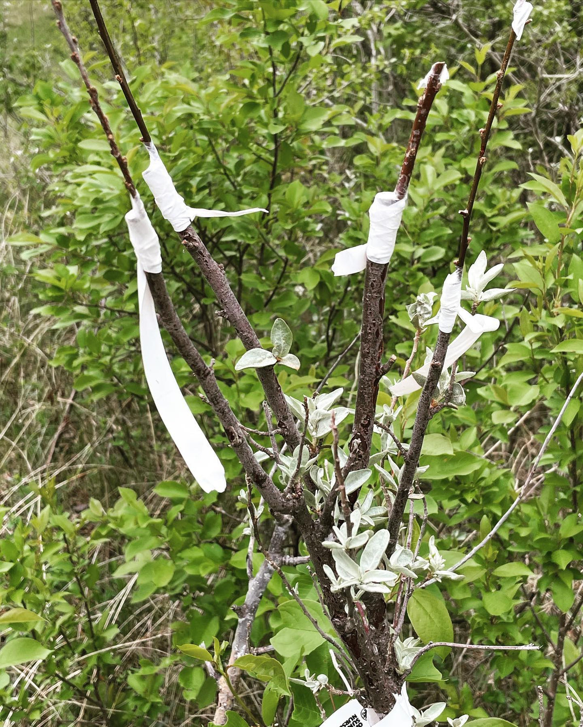 wolf willow and sea buckthorn are in the same family, so I’m trialing grafts with a couple of kinds of sea buckthorn, image 4 of 5