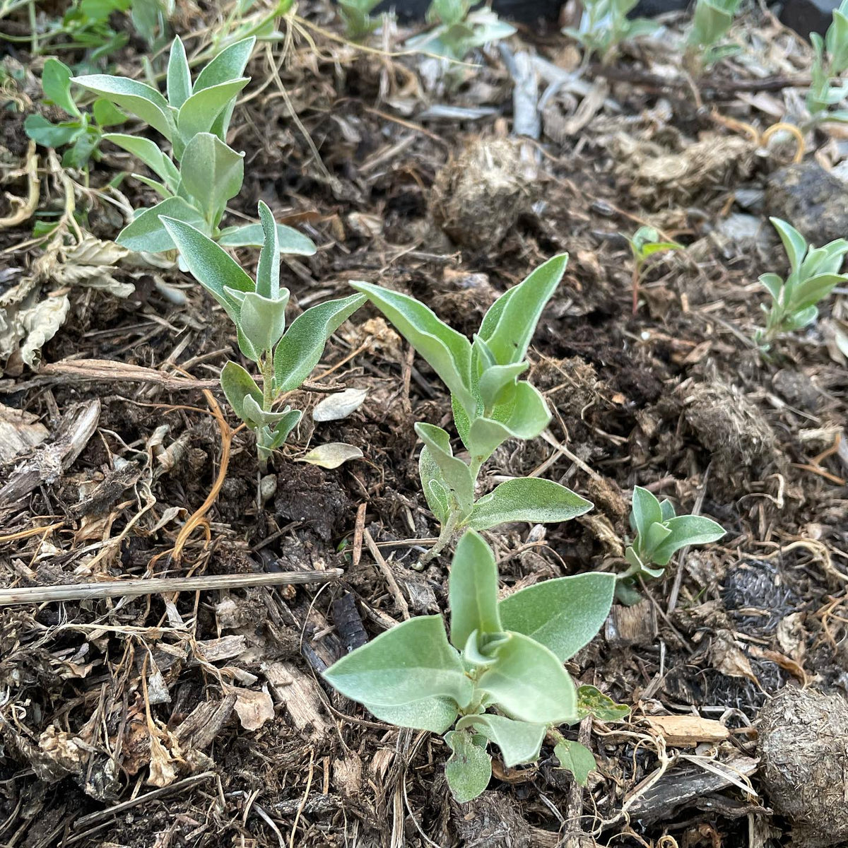 wolf willow, Elaeagnus commutata from locally collected seed, image 1 of 3