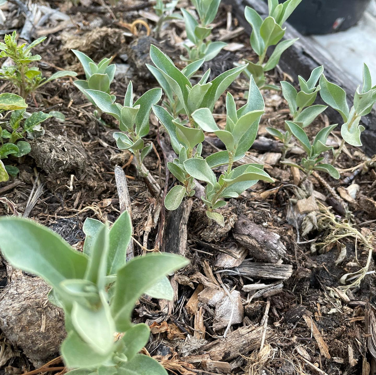 wolf willow, Elaeagnus commutata from locally collected seed, image 2 of 3