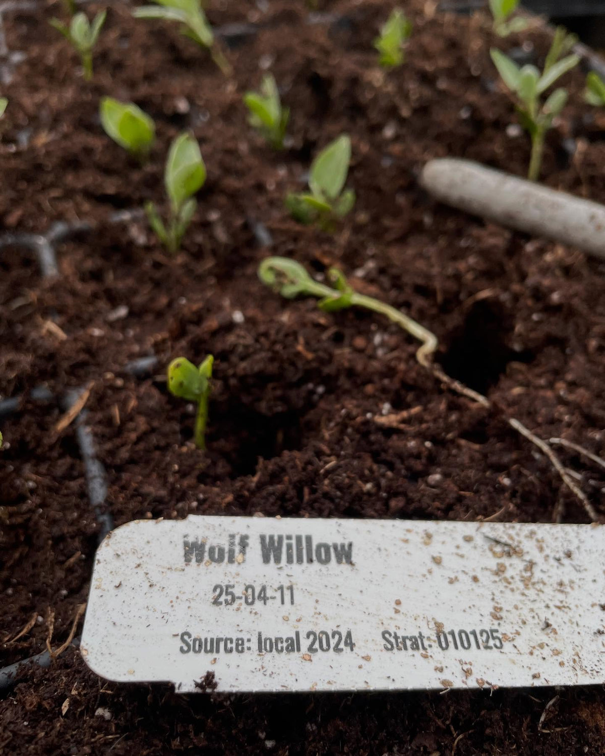 wolf willow from seeds I collected in the fall, image 2 of 3