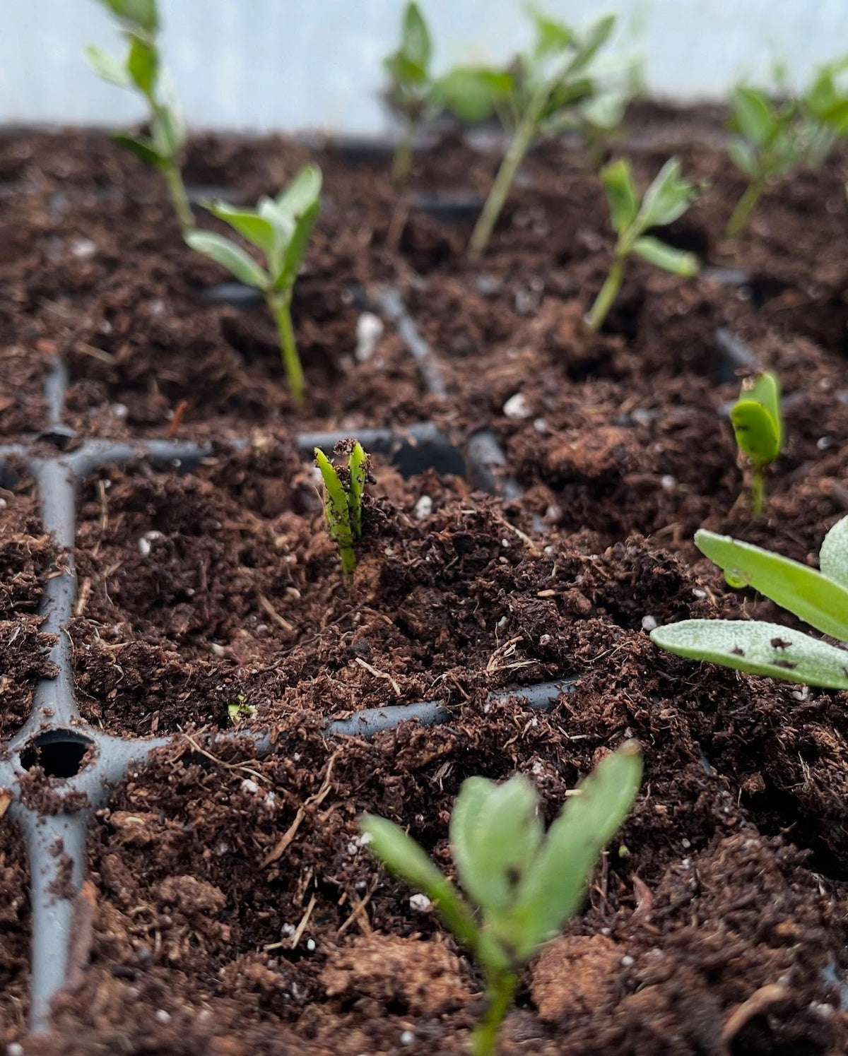 wolf willow from seeds I collected in the fall, image 3 of 3