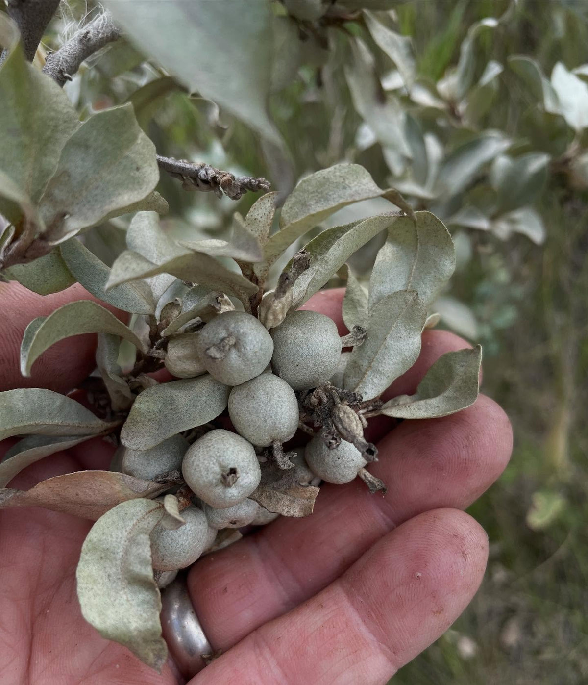 wolf willow, native Elaeagnus comutata is this attractive, resilient shrub with silver-green leaves, image 1 of 3
