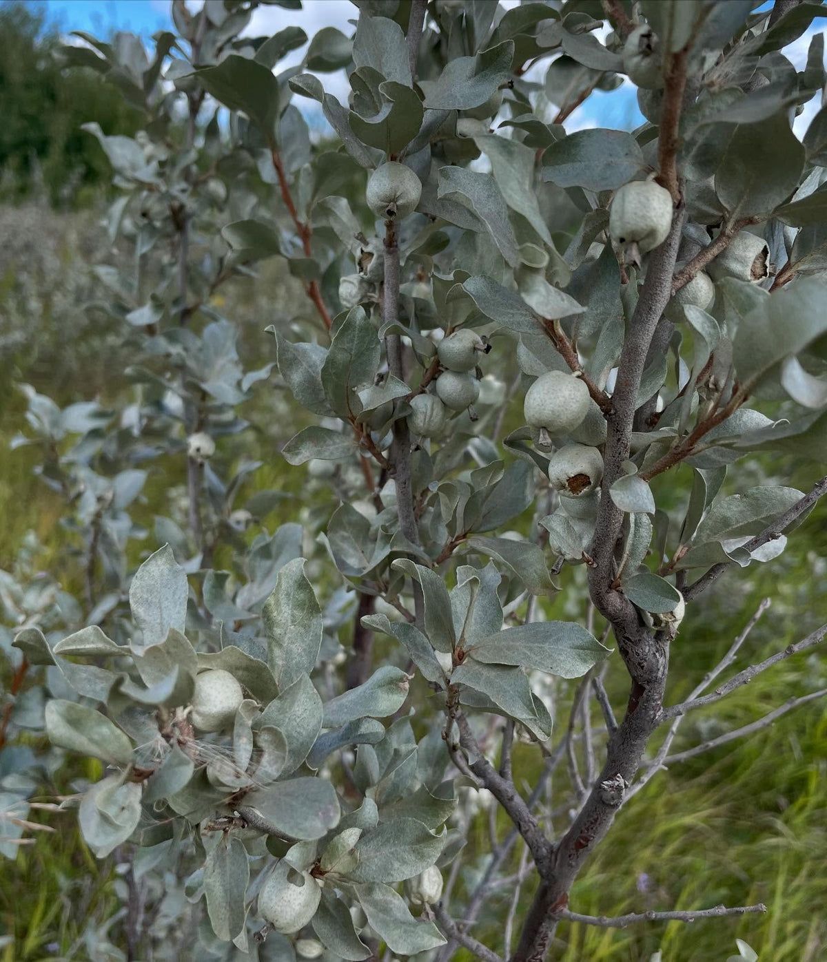 wolf willow, native Elaeagnus comutata is this attractive, resilient shrub with silver-green leaves, image 2 of 3