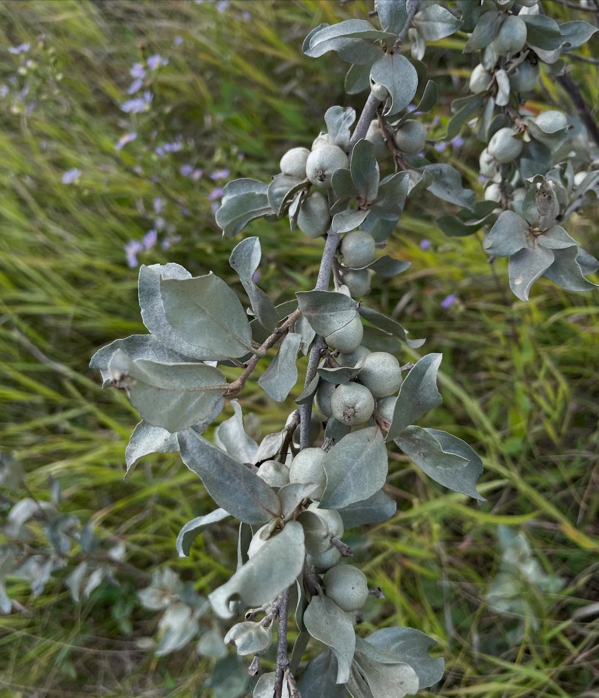 wolf willow, native Elaeagnus comutata is this attractive, resilient shrub with silver-green leaves, image 3 of 3