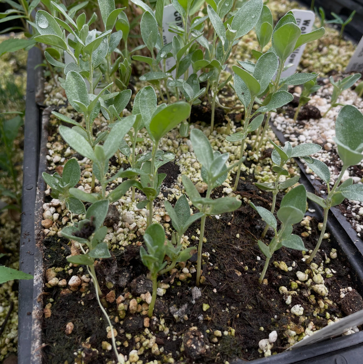 wolf willow seedlings, a native shrub with silver blue leaves