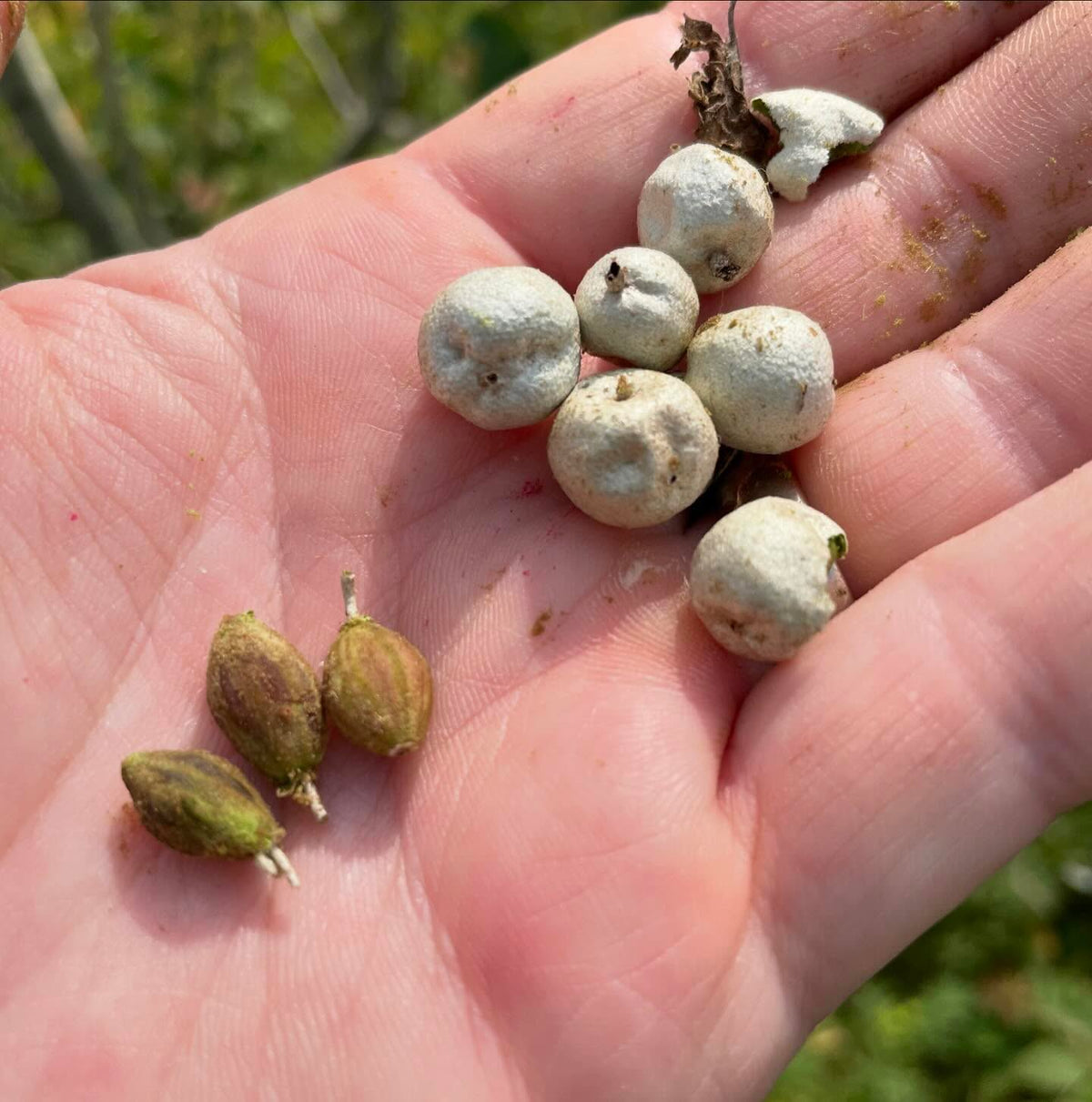 wolf willow seeds almost ripe, image 1 of 5