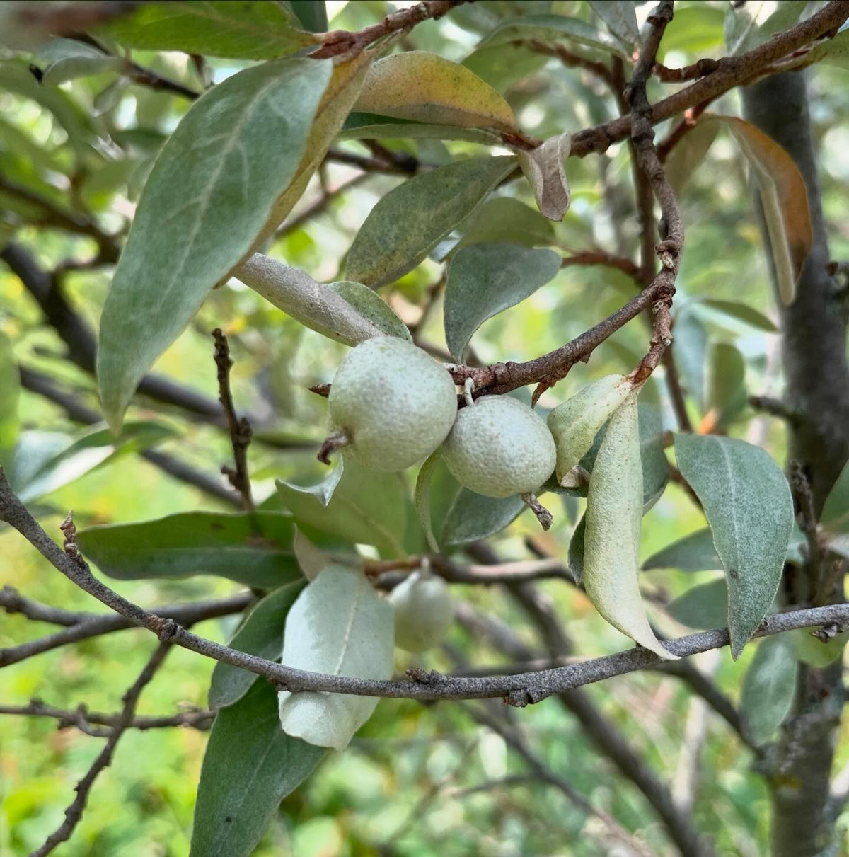 wolf willow seeds almost ripe, image 2 of 5