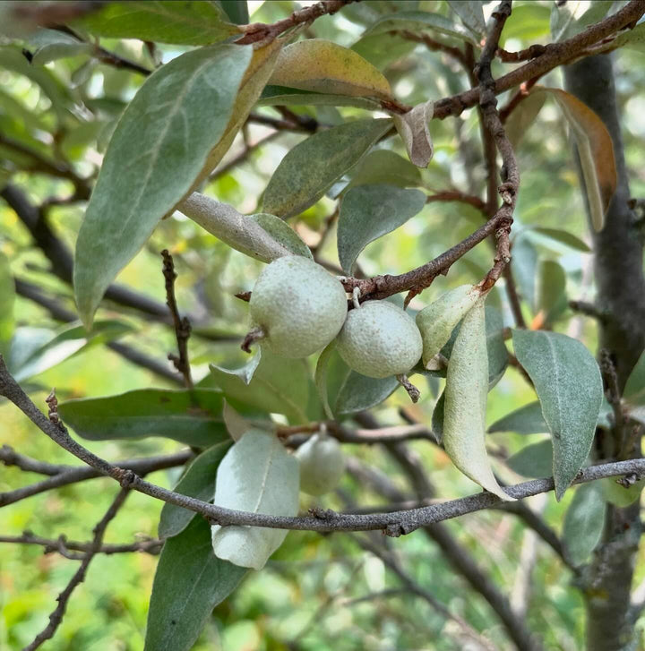 wolf willow seeds almost ripe, image 2 of 5