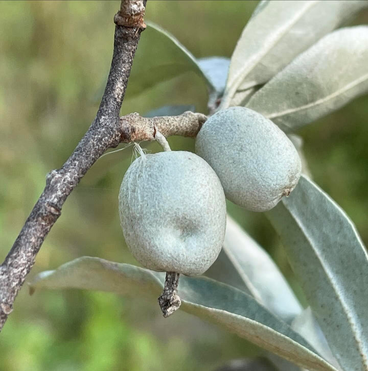 wolf willow seeds almost ripe, image 3 of 5