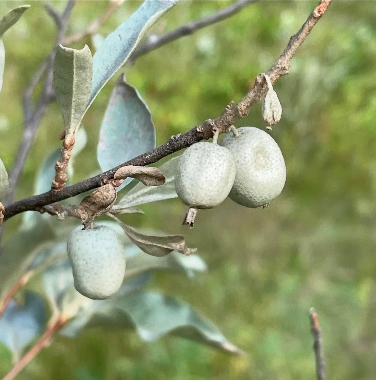 wolf willow seeds almost ripe, image 4 of 5