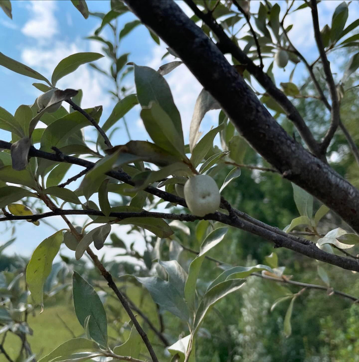 wolf willow seeds almost ripe, image 5 of 5