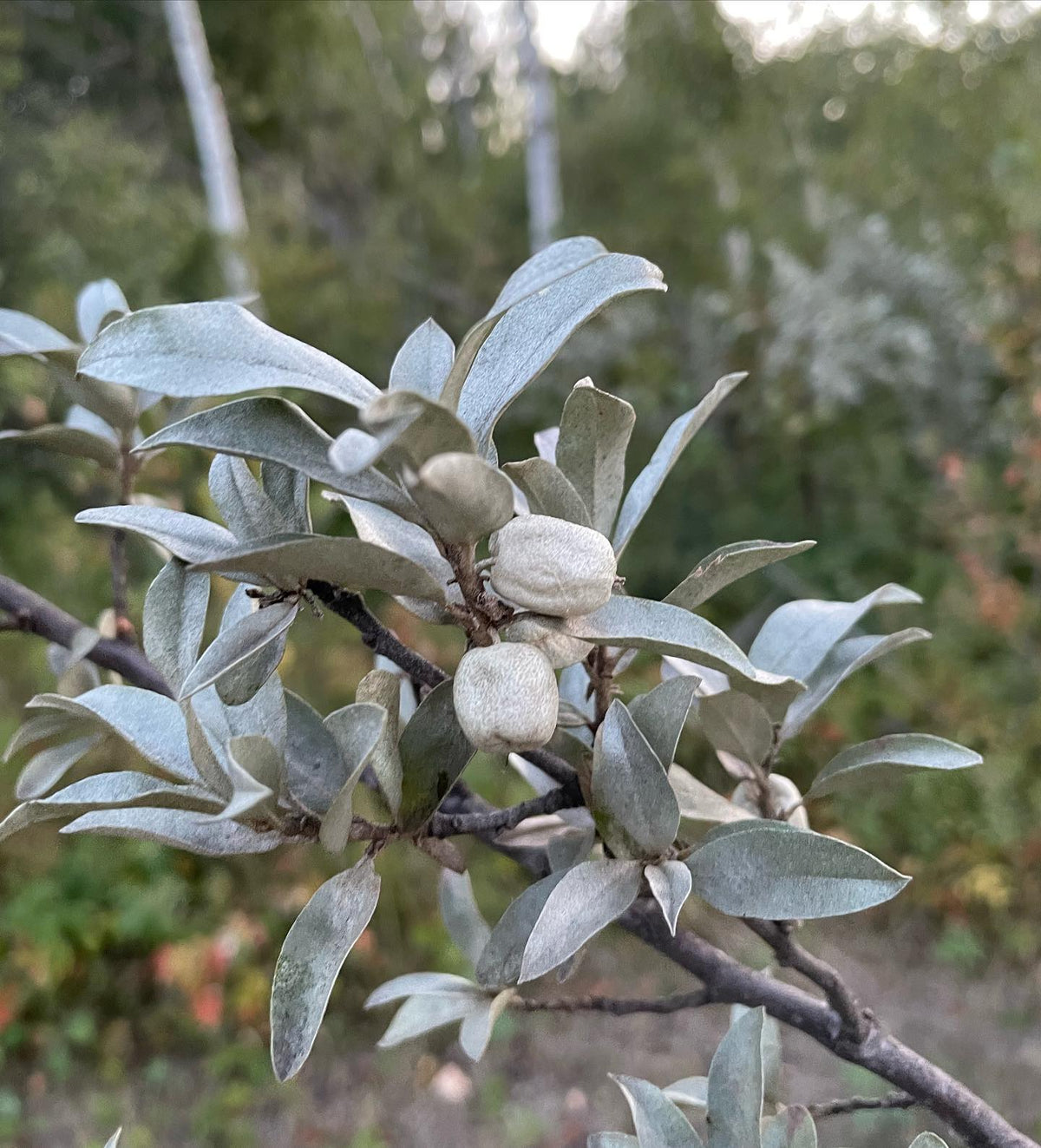 wolf willow / silverberry seeds will be available from us this fall