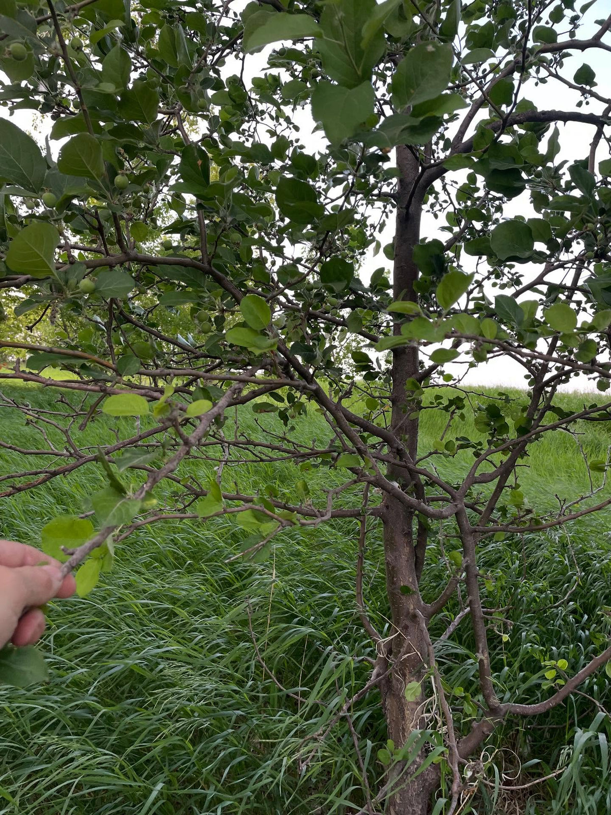 work in progress some apple orchard rows in a field, image 3 of 5