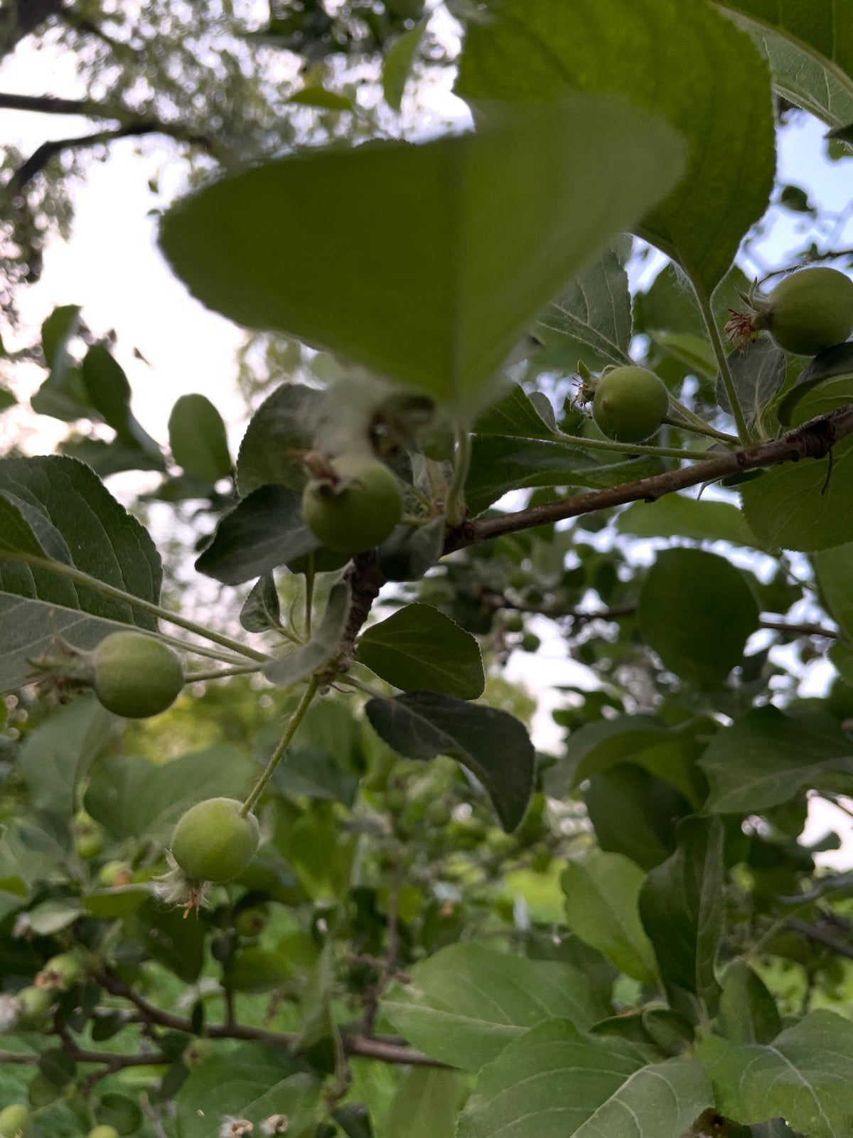 work in progress some apple orchard rows in a field, image 4 of 5